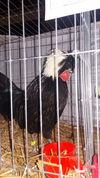  - EXPO NATIONALA BAICOI 2017