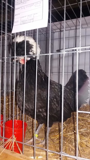  - EXPO NATIONALA BAICOI 2017