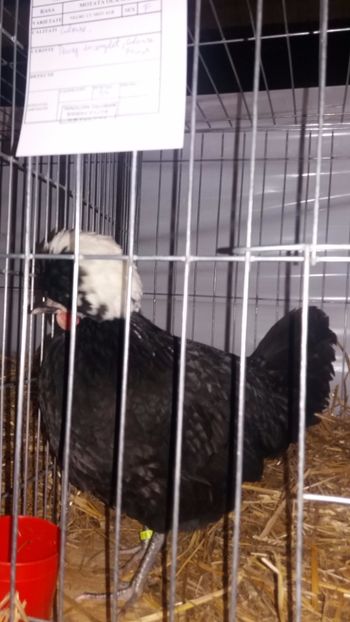  - EXPO NATIONALA BAICOI 2017