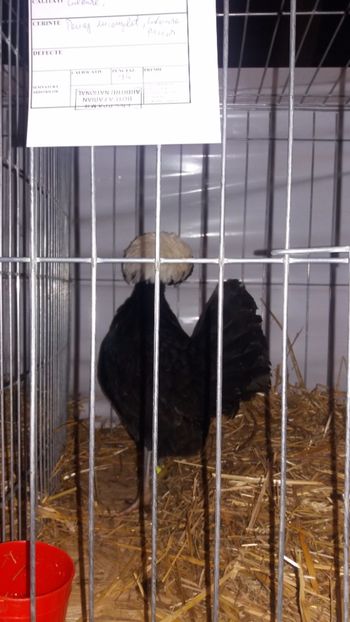  - EXPO NATIONALA BAICOI 2017