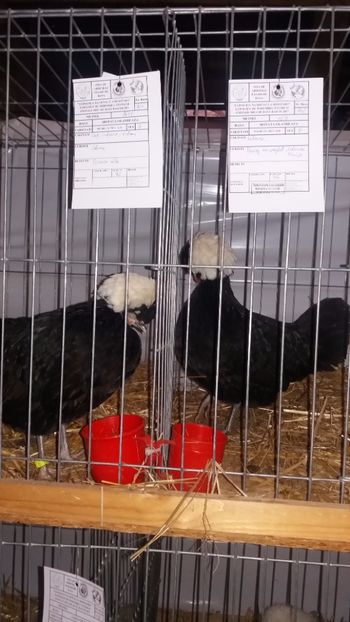  - EXPO NATIONALA BAICOI 2017