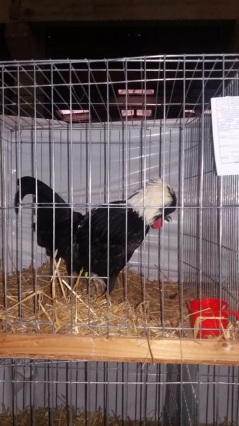  - EXPO NATIONALA BAICOI 2017