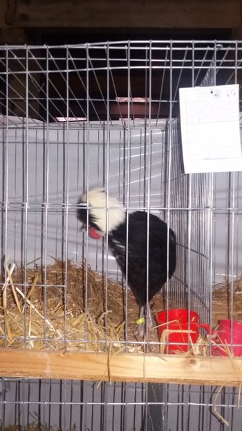  - EXPO NATIONALA BAICOI 2017