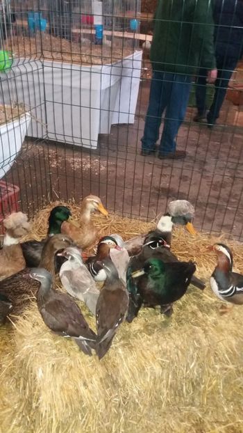  - EXPO NATIONALA BAICOI 2017