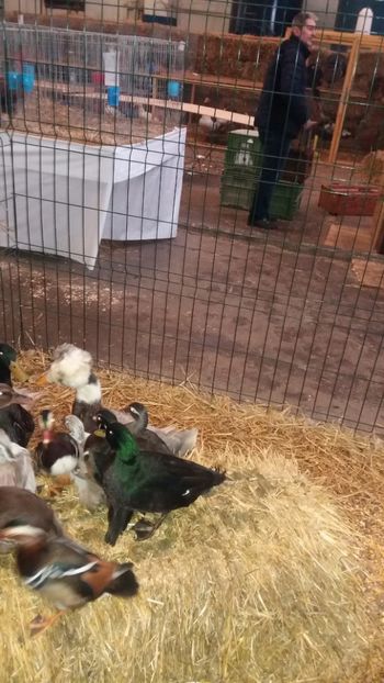  - EXPO NATIONALA BAICOI 2017