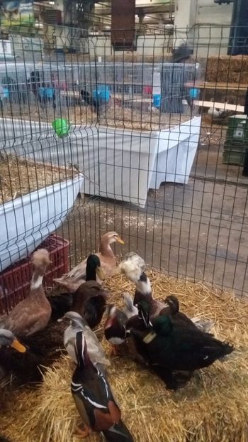  - EXPO NATIONALA BAICOI 2017