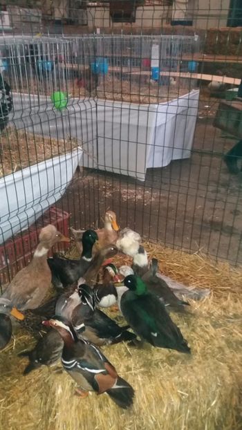  - EXPO NATIONALA BAICOI 2017