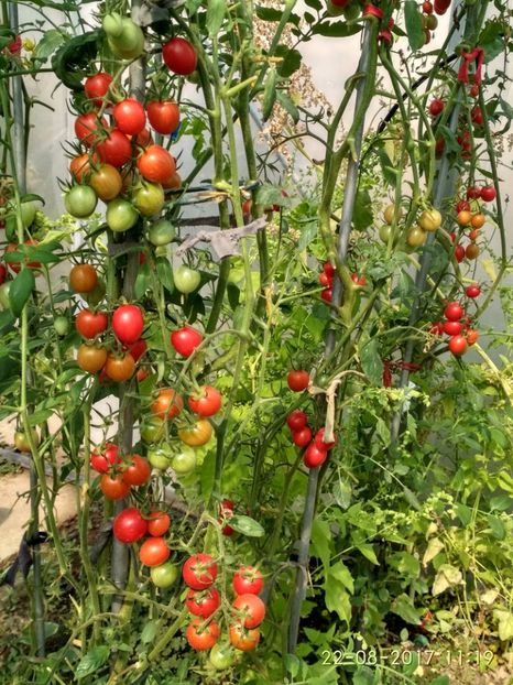 DATTERINO F1  (3) - DATTERINO F1 -2017