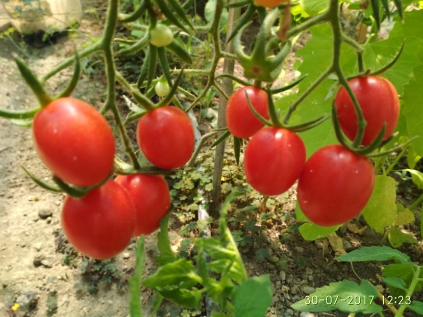 DATTERINO F1  (4) - DATTERINO F1 -2017