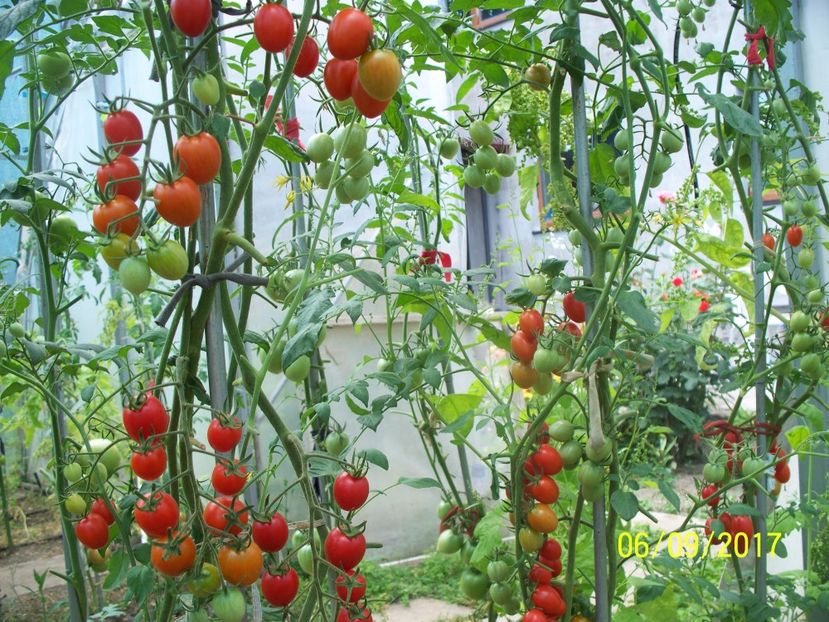 DATTERINO F1  (7) - DATTERINO F1 -2017