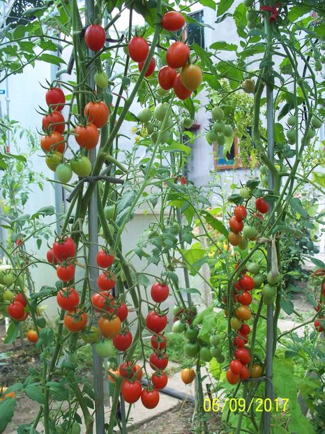 DATTERINO F1  (9) - DATTERINO F1 -2017