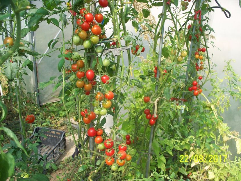 DATTERINO F1  (11) - DATTERINO F1 -2017