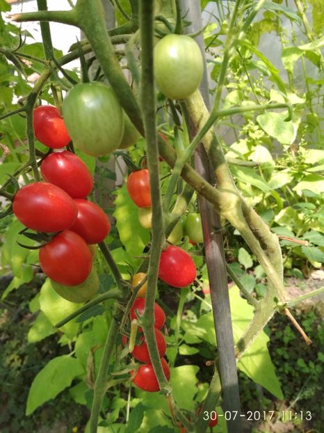 DATTERINO F1  (18) - DATTERINO F1 -2017