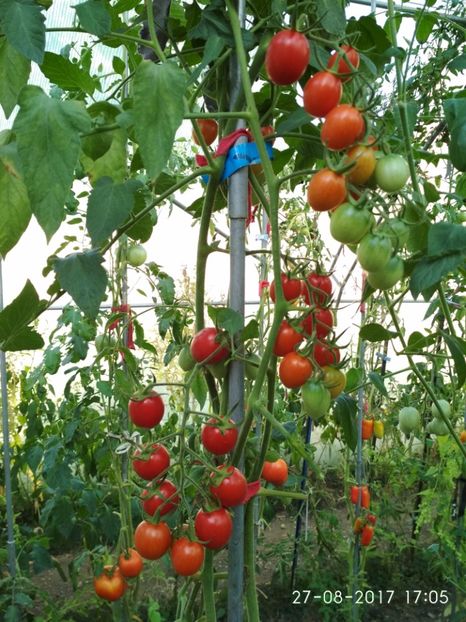 DATTERINO F1  (19) - DATTERINO F1 -2017