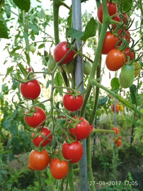 DATTERINO F1  (21) - DATTERINO F1 -2017