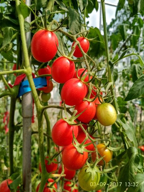 DATTERINO F1  (25) - DATTERINO F1 -2017