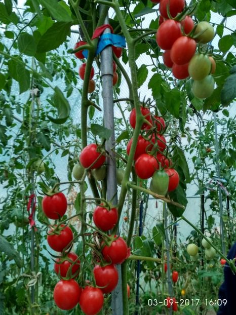 DATTERINO F1  (31) - DATTERINO F1 -2017