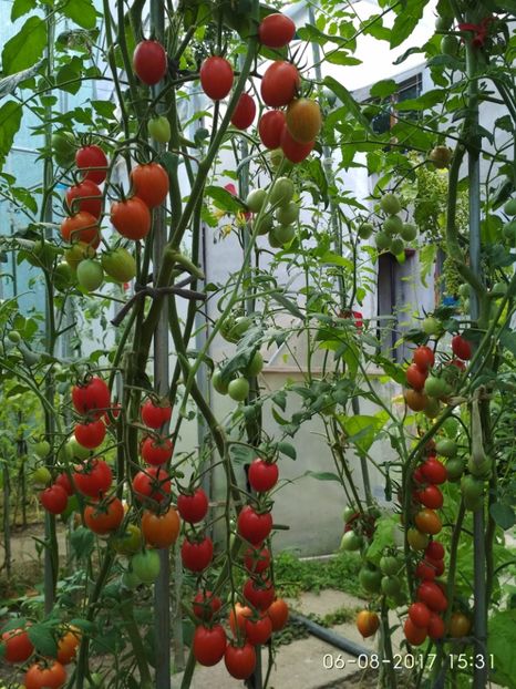 DATTERINO F1  (35) - DATTERINO F1 -2017