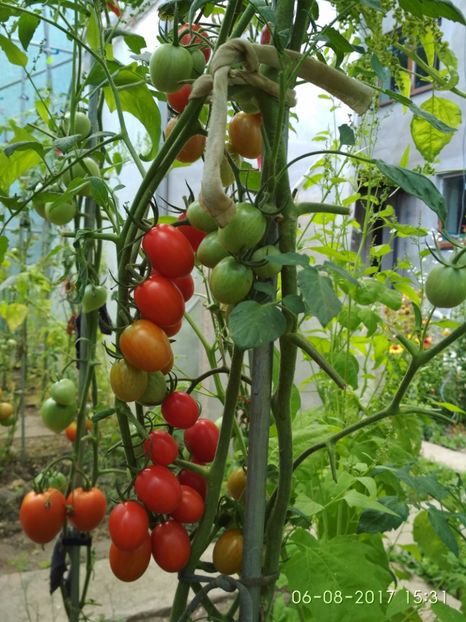 DATTERINO F1  (37) - DATTERINO F1 -2017