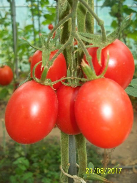 DE BARAO RED (8) - DE BARAO RED-2017