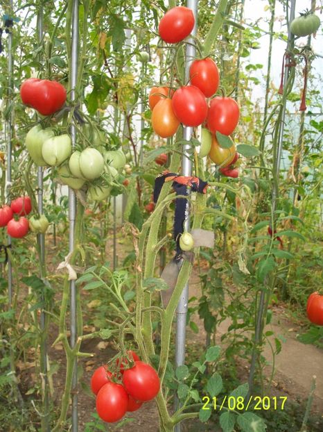 DE BARAO RED (12) - DE BARAO RED-2017