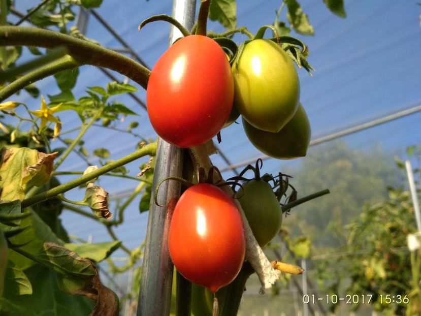 DE BARAO RED (15) - DE BARAO RED-2017