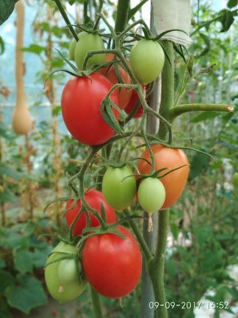 DE BARAO RED (18) - DE BARAO RED-2017