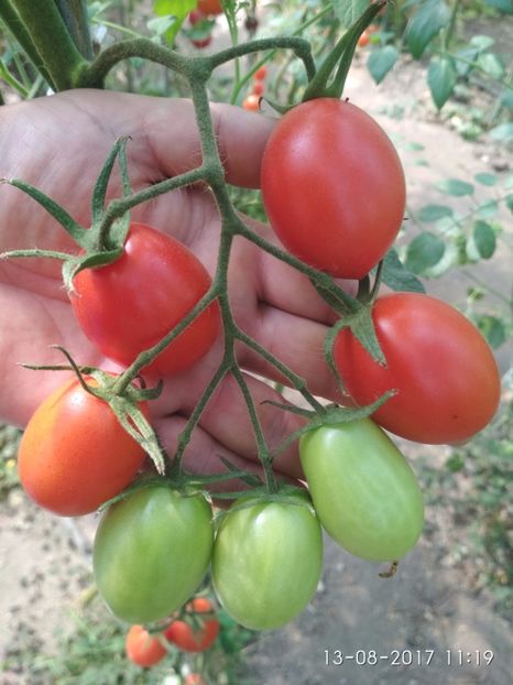 DE BARAO RED (21) - DE BARAO RED-2017