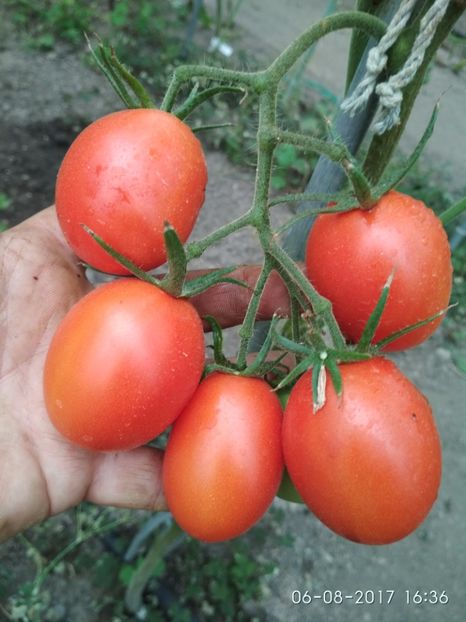 DE BARAO RED (39) - DE BARAO RED-2017