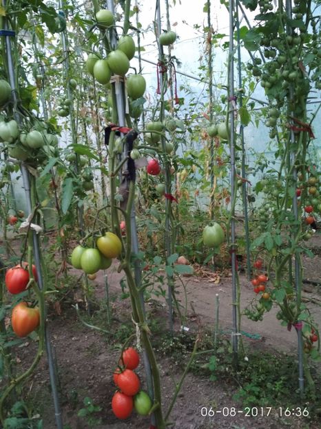 DE BARAO RED (40) - DE BARAO RED-2017