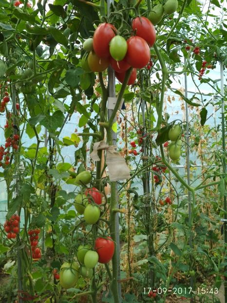 DE BARAO RED (45) - DE BARAO RED-2017