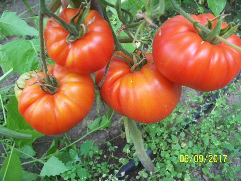 DE TIGANEȘTI (1) - DE TIGANEȘTI 2014-2017