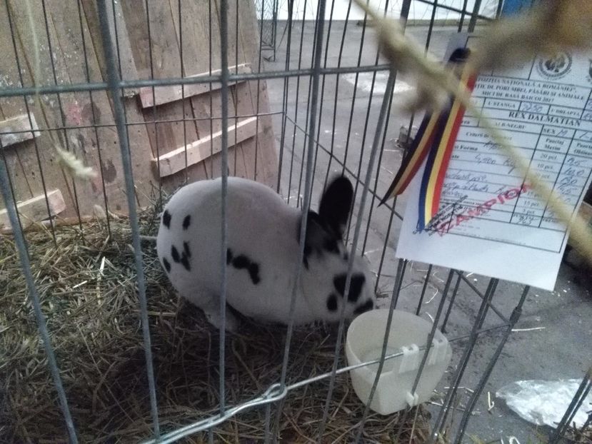  - Expoziția Națională Băicoi 2017