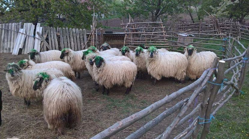 received_1618849221519064 - Oíle mele