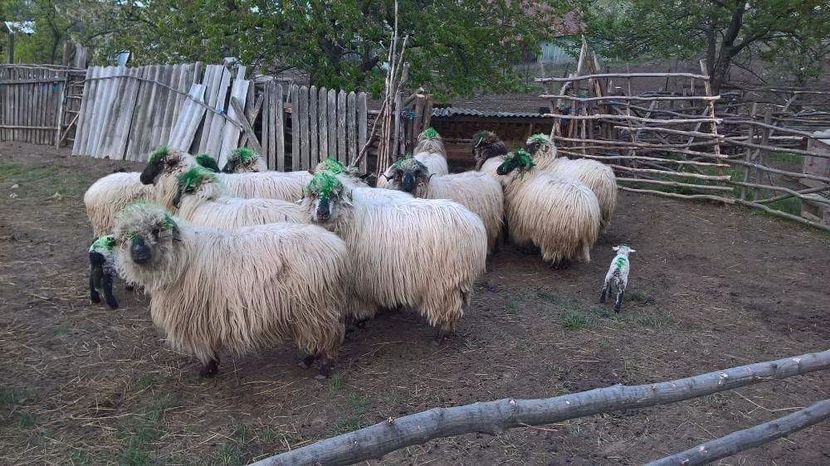 received_1618849391519047 - Oíle mele