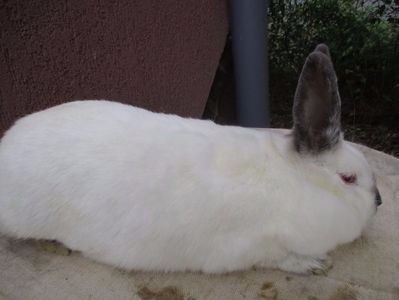 fem Calif. 2016.! - X ARHIVA IEPURI CE AM AVUT