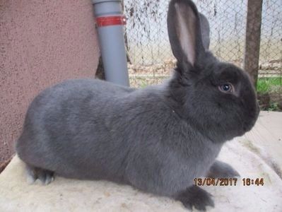 prod. proprie 2016 !!! - X ARHIVA IEPURI CE AM AVUT