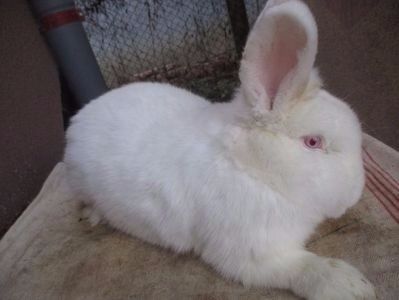 PROD. PROPRIE 2017. !!! - X ARHIVA IEPURI CE AM AVUT