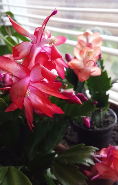 20171206_103955-1 - Schlumbergera si Rhipsalidolis