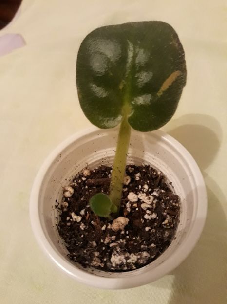 Dec 2017 - Ek Vladimir