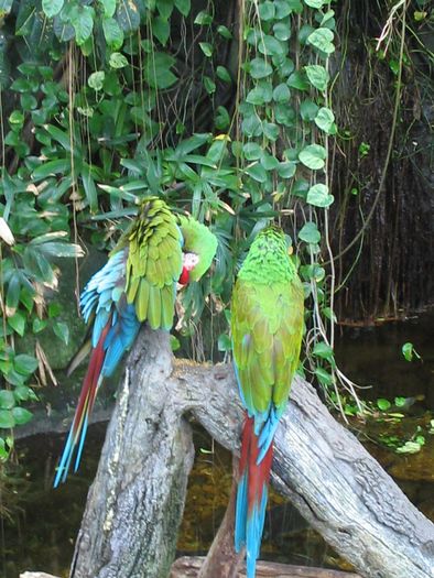 IMG_1982 - surioara mea iubita