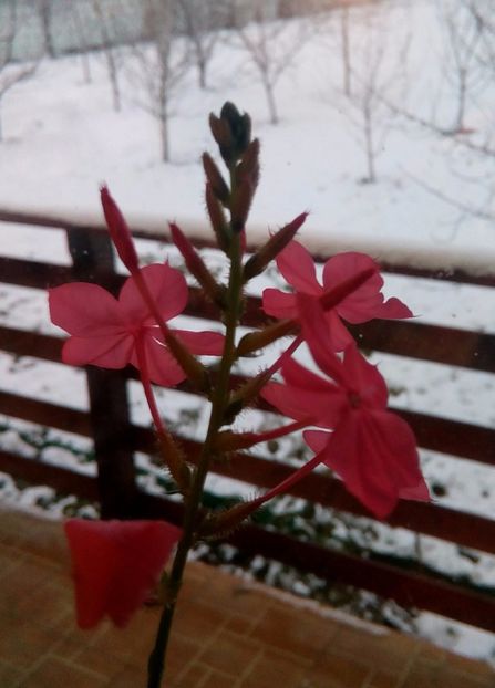 Plumbago Indica - Iar Na