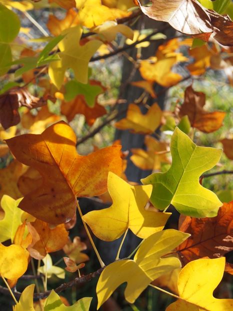 Arborele lalea - 1 Gradina mea