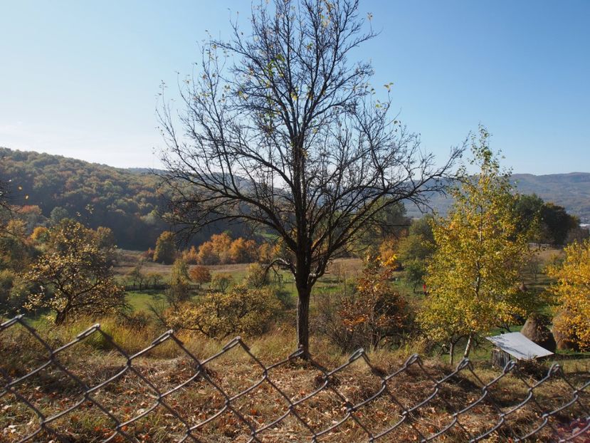 ... vedere ... peste gard ... - 1 Gradina mea