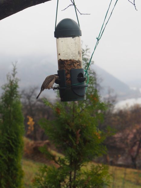 Musafiri la hranitoare - 1 Gradina mea