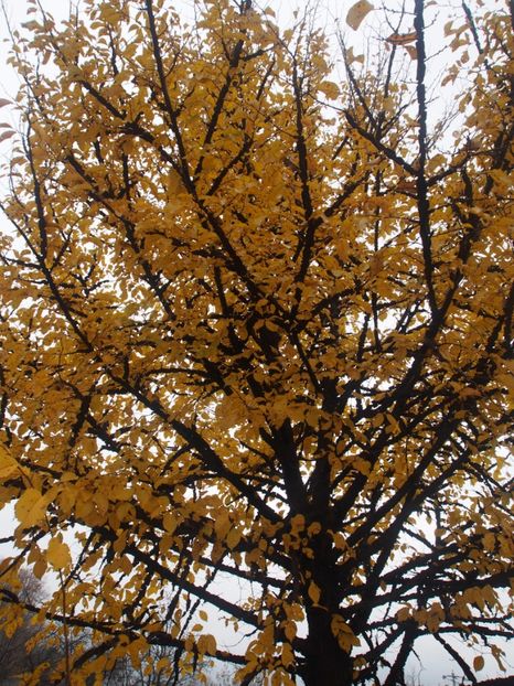 Ulm in noiembrie - 1 Gradina mea