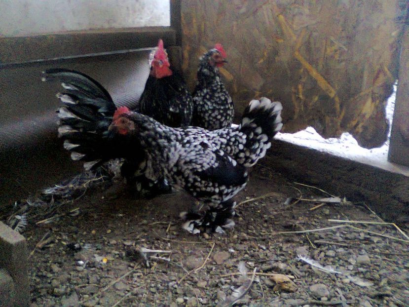 Fotografie2966- vândute - fam 2017-2018