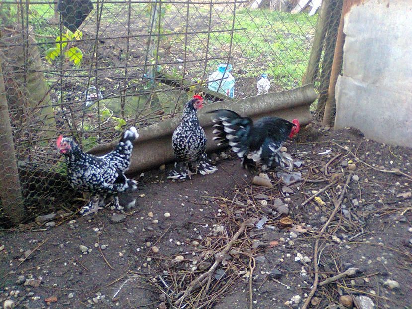 Fotografie2968 - fam 2017-2018