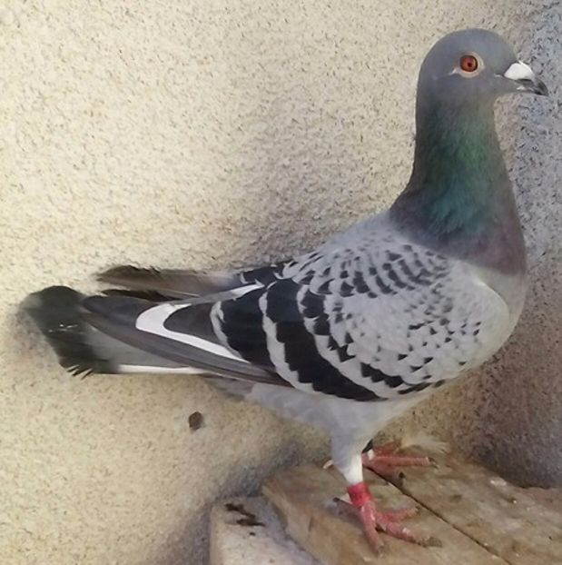 Femela 2017-488....-Targoviste - Porumbei vanduti