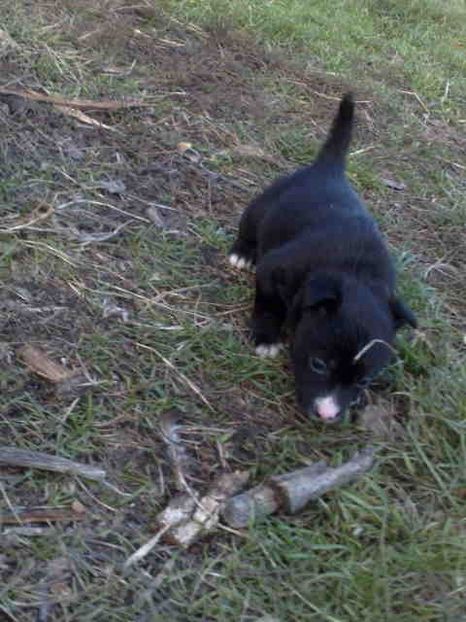 Am dato - Caini de sobolani-dihori-paza